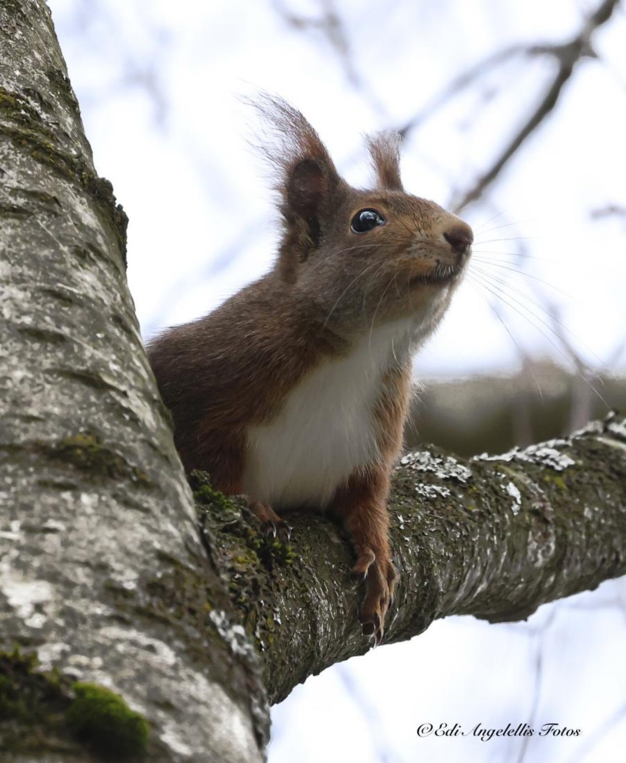 Naturnetz Zimemrberg Schönes Bild