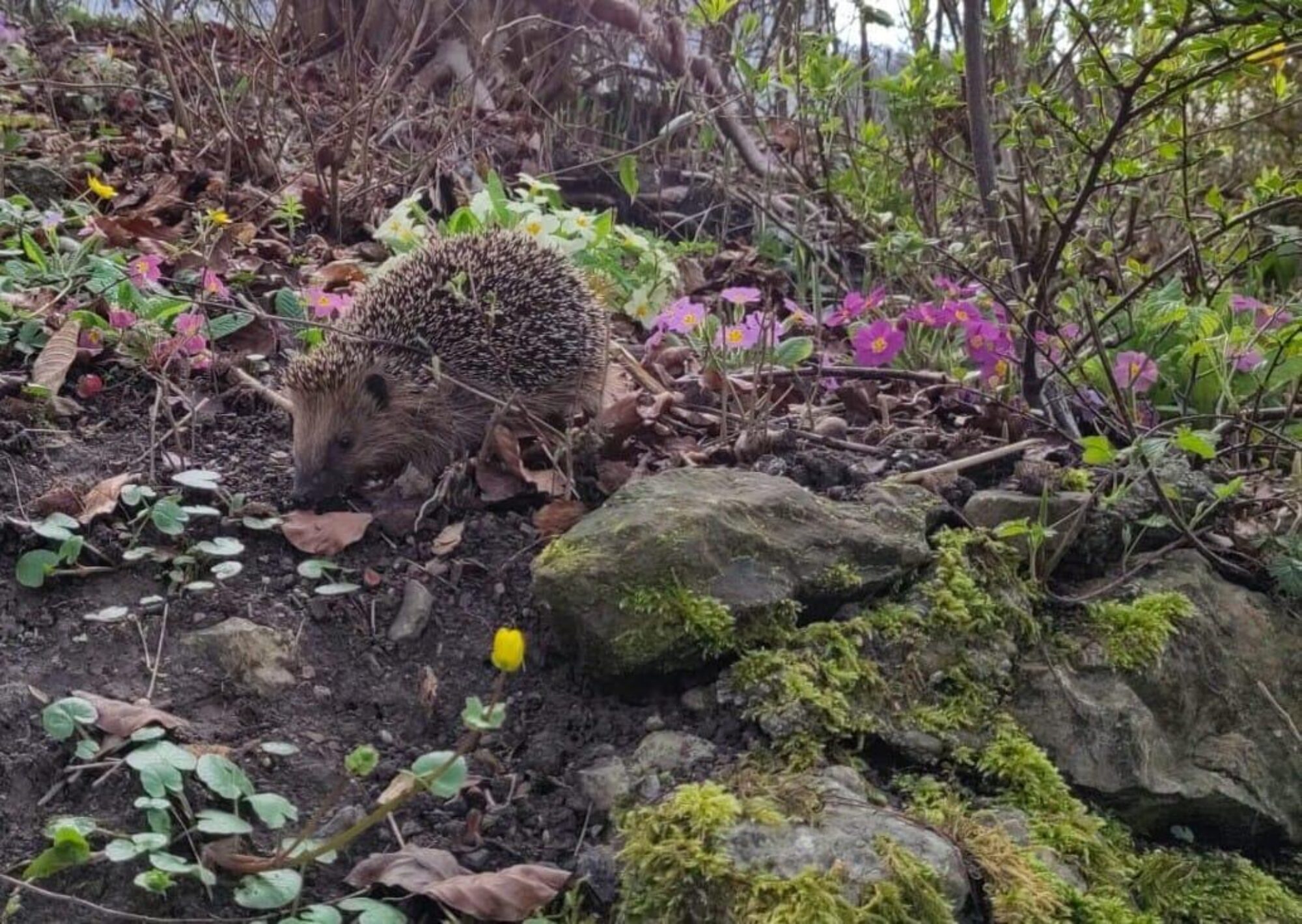 Naturnetz Zimemrberg Schönes Bild