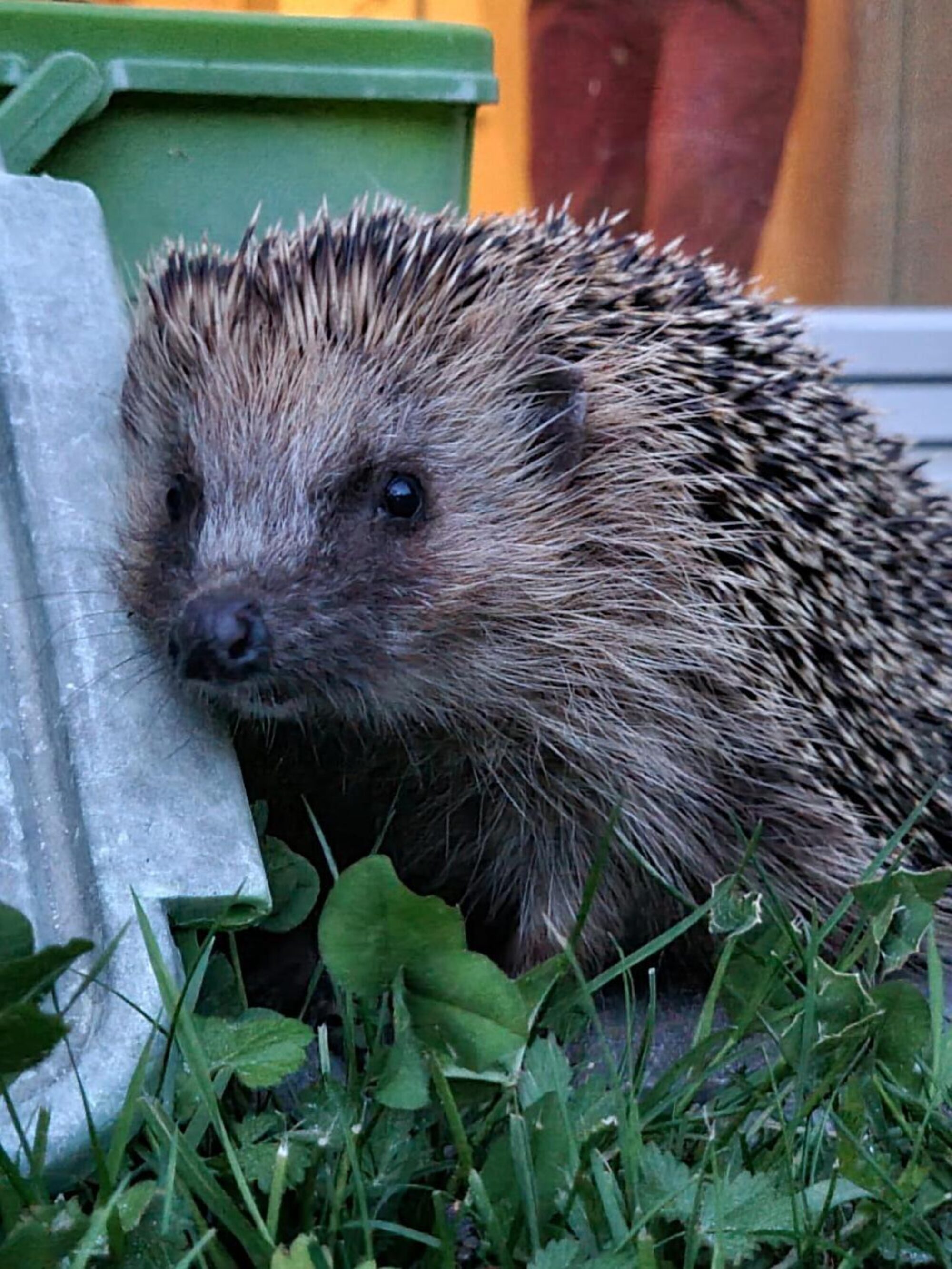 Naturnetz Zimemrberg Schönes Bild