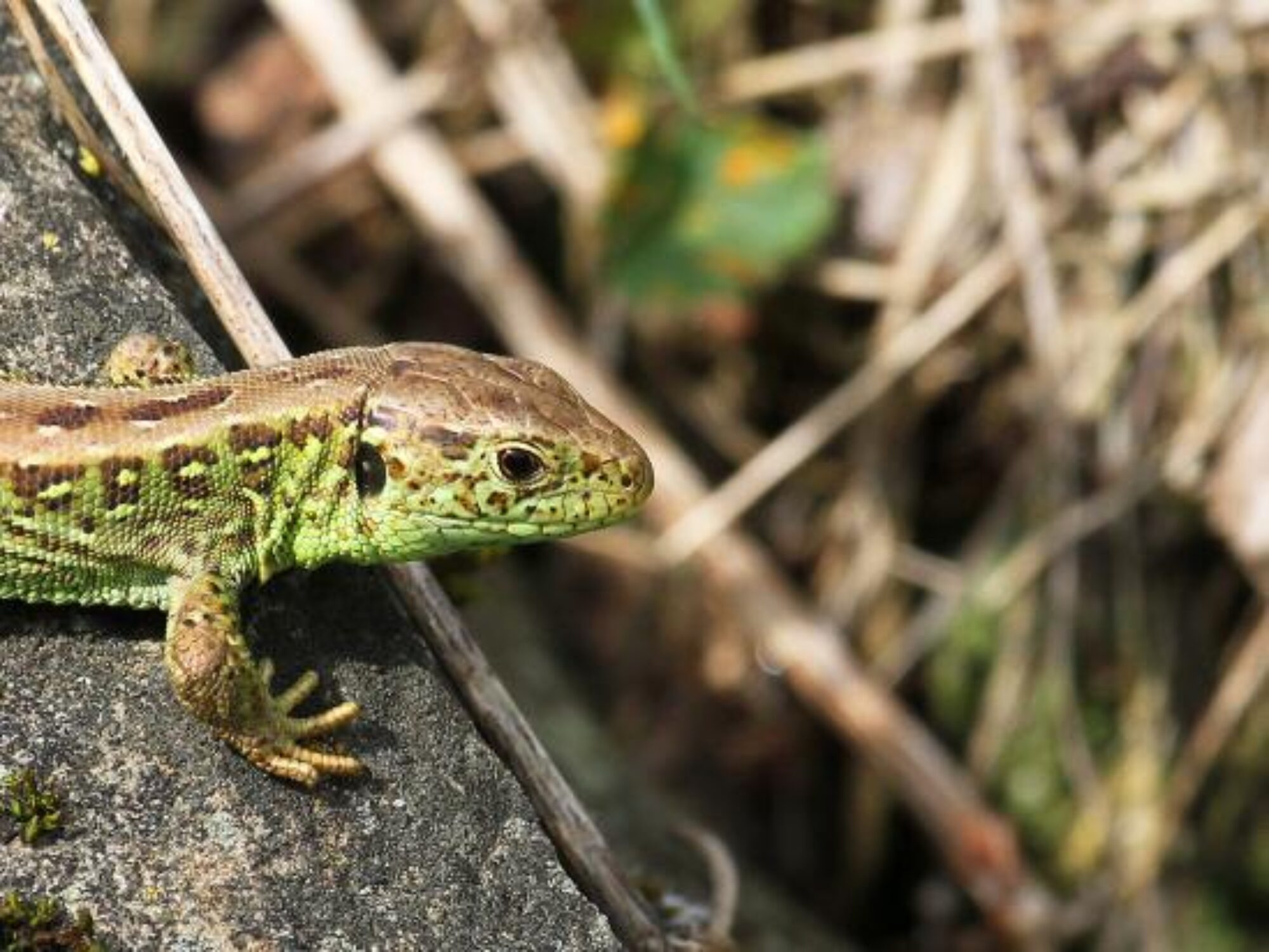 Naturnetz Zimemrberg Schönes Bild