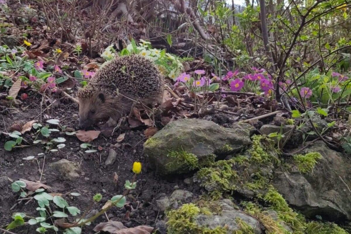 Naturnetz Zimmerberg Tierbeobachtung melden