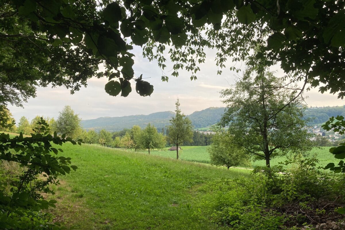 Naturnetz Zimmerberg Vereinstätigkeit