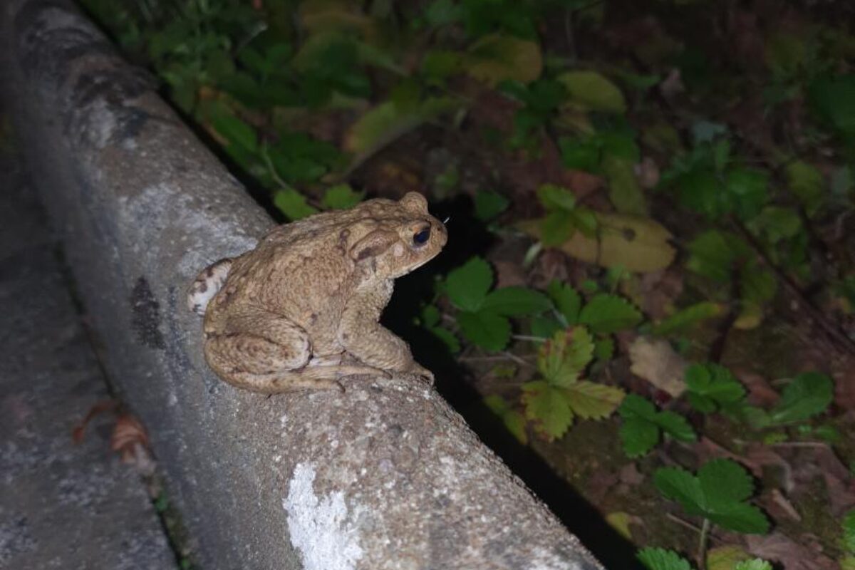 Naturnetz Zimmerberg Pilot: Amphibienausstiegshilfen