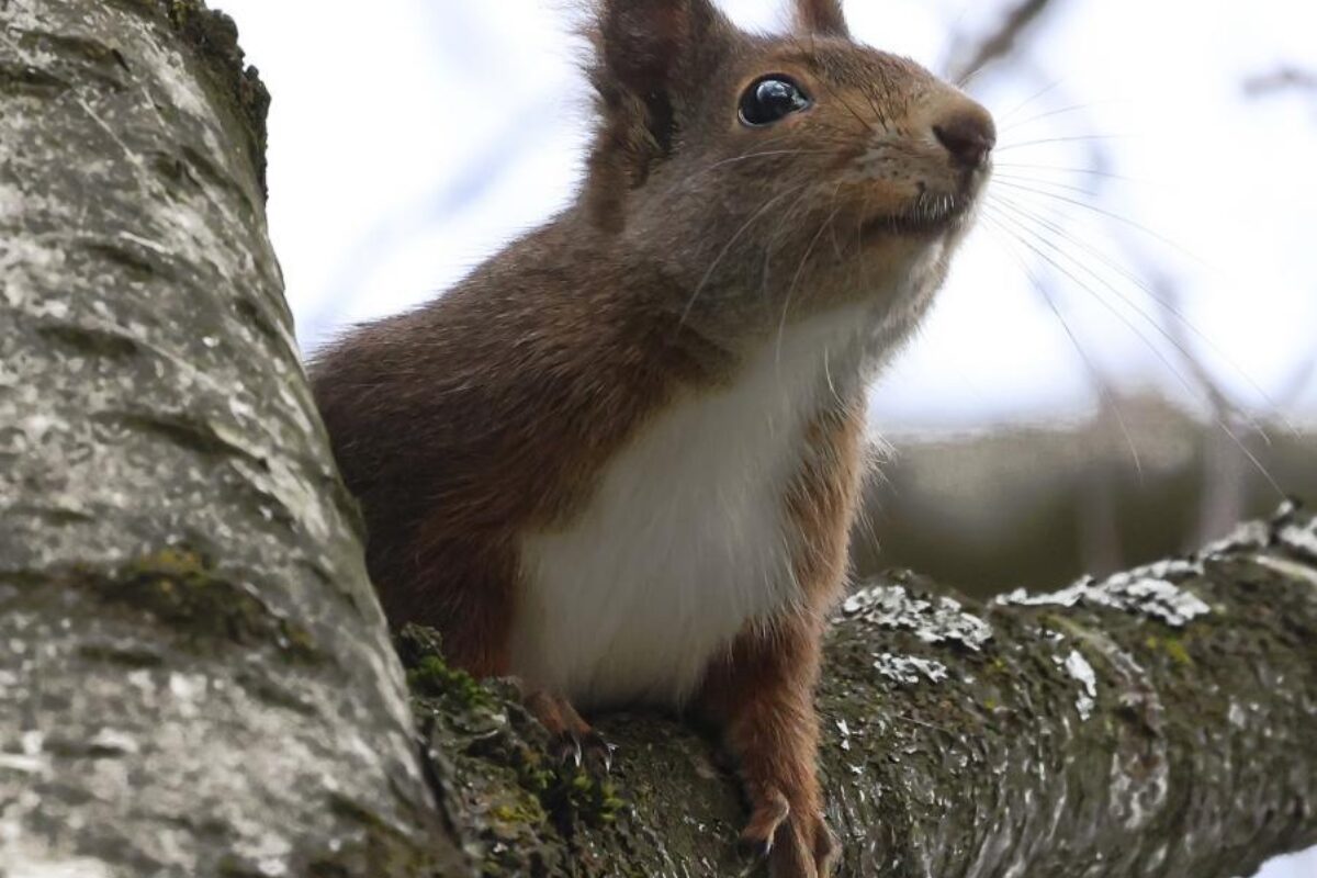 Naturnetz Zimemrberg Schönes Bild