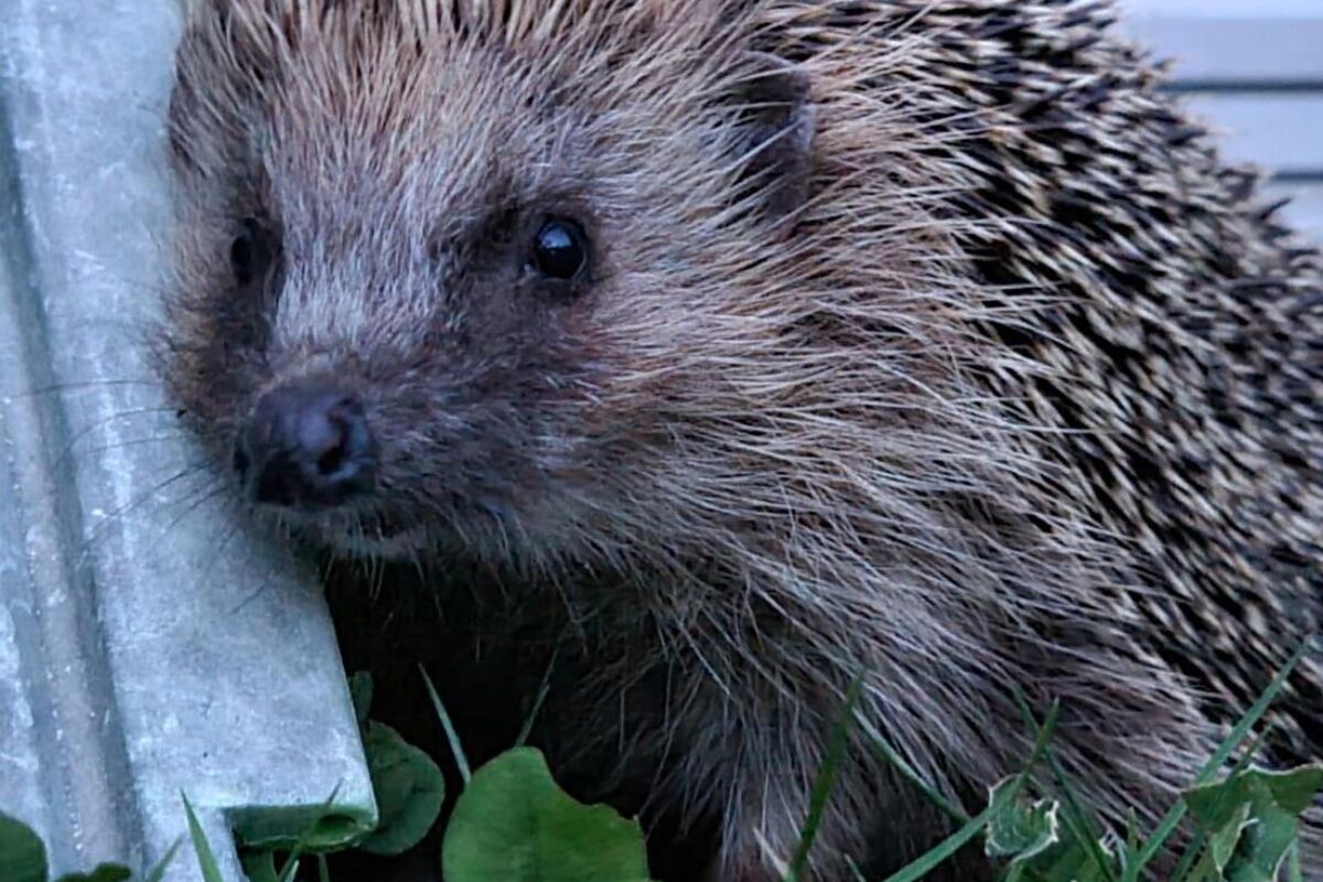 Naturnetz Zimemrberg Schönes Bild