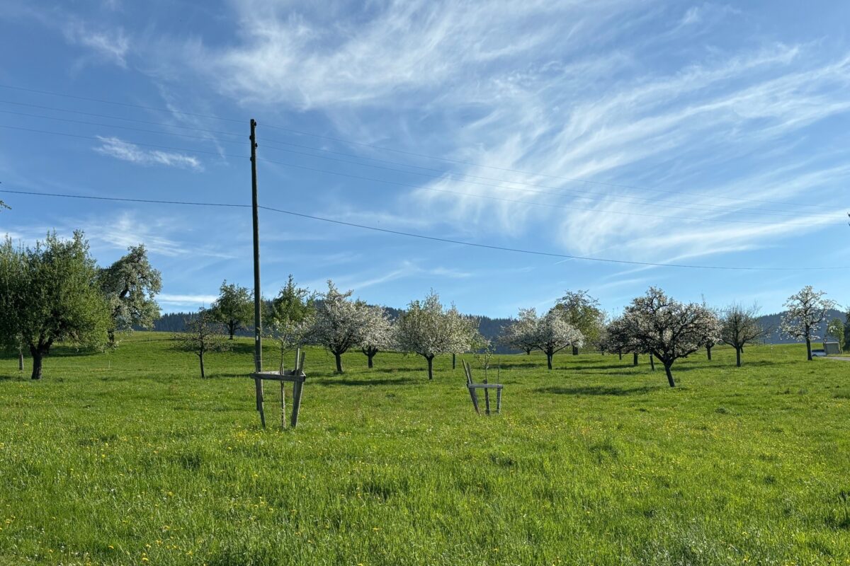 Naturnetz Zimmerberg Obstgartenprojekt 2.0