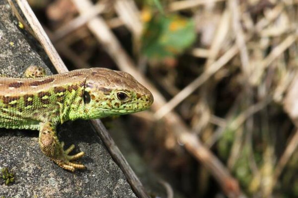 Naturnetz Zimemrberg Schönes Bild